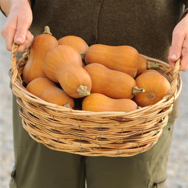 Squash Honeynut Container