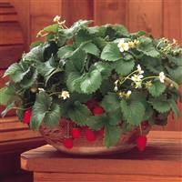 Strawberry Fresca Bloom