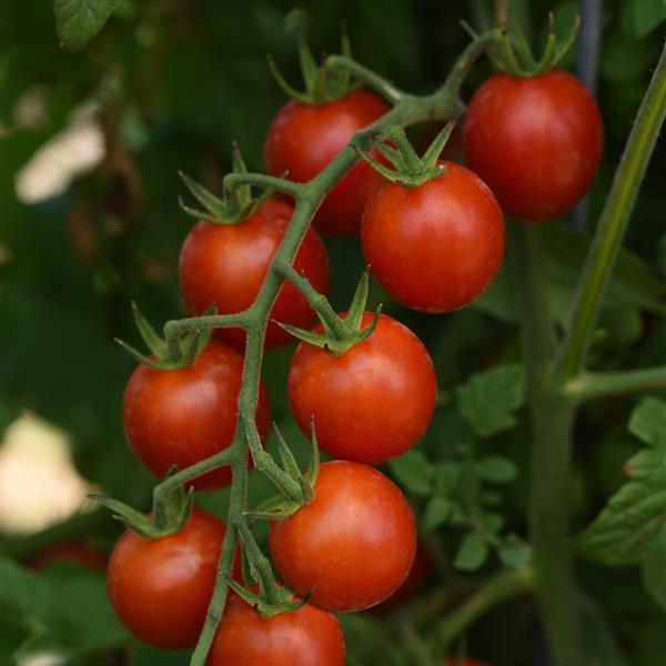 Tomato Artemis Bloom