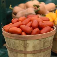 Tomato Bellatrix Container