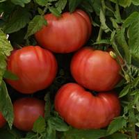 Tomato BlushingStar Bloom