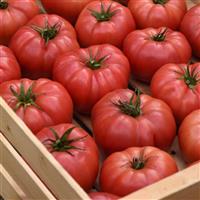 Tomato BlushingStar Container