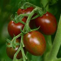 Tomato Chocolate Sprinkles Bloom