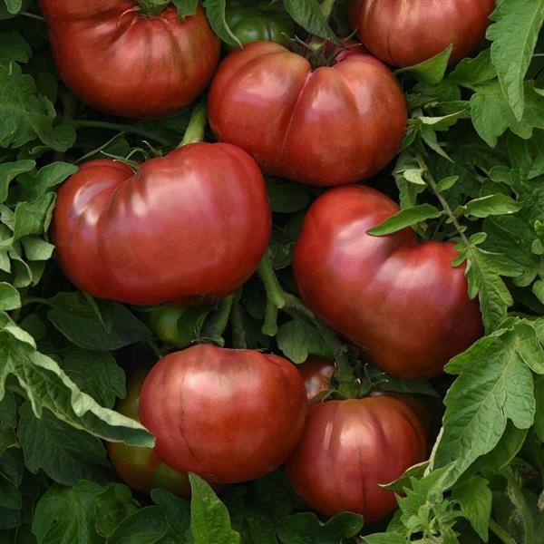 Tomato DarkStar Bloom