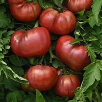 Tomato DarkStar Bloom