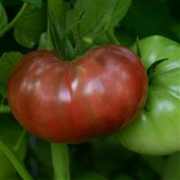 Tomato Heirloom Marriage™ Cherokee Carbon Bloom