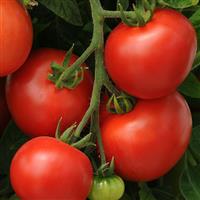 Tomato Homeslice Bloom