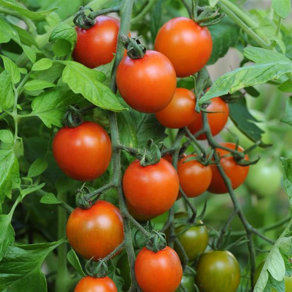 Tomato Orange Zinger Bloom