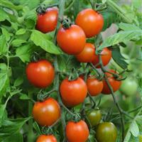 Tomato Orange Zinger Bloom