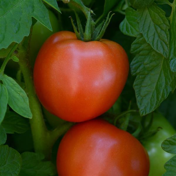 Tomato Stellar Bloom