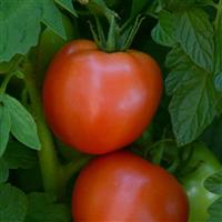 Tomato Stellar Bloom