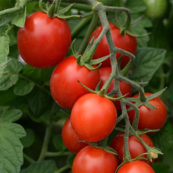 Tomato Sugar Rush Bloom