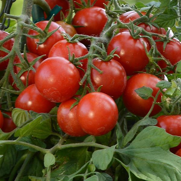 Tomato Tumbler Bloom