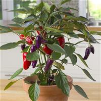 Edible Potted Pepper Cosmo Container