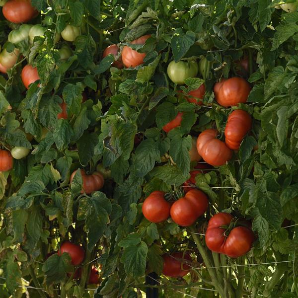 Tomato WonderStar Red Garden