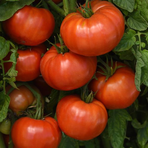 Tomato WonderStar Red Vegetables