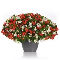Hula™ Red and White Mixture Container