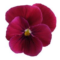 Sorbet<sup>®</sup> Carmine Rose Bloom