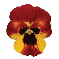 Sorbet<sup>®</sup> Fire Bloom