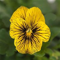 Sorbet<sup>®</sup> Tiger Eye Bloom