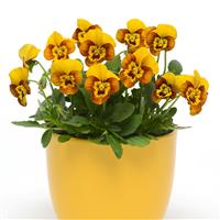 Sorbet<sup>®</sup> Honeybee Container