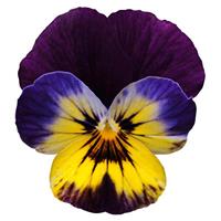 Sorbet<sup>®</sup> Midnight Glow Bloom