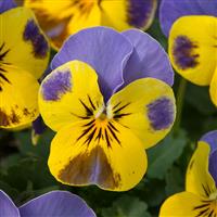 Sorbet<sup>®</sup> Yellow Blue Jump Up Bloom