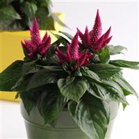 Kosmo Cherry Container