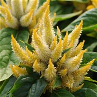 Kosmo Yellow Bloom