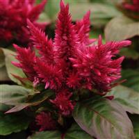 Kosmo Purple Red Bloom