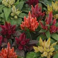 Kosmo Mixture Bloom