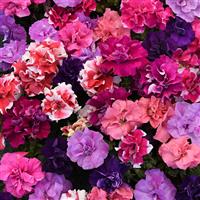 Duo Mixture Bloom