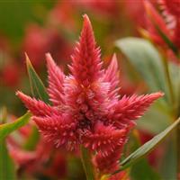 Celway™ Orange Bloom