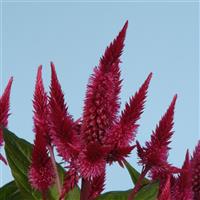 Celway™ Red Bloom