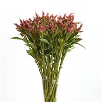 Celway™ Salmon Mono Vase, White Background