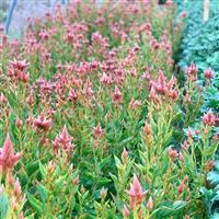 Celway™ Salmon Greenhouse