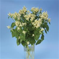 Celway™ White Cutflower