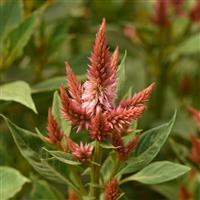 Celway™ Terracotta Bloom