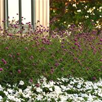 Gomphrena Fireworks Commercial Landscape 2