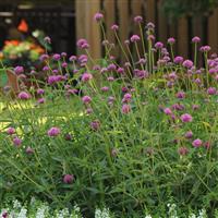 Gomphrena Fireworks Landscape