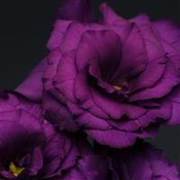Flare Deep Blue Bloom