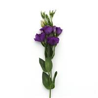 Flare Deep Blue Single Stem, White Background