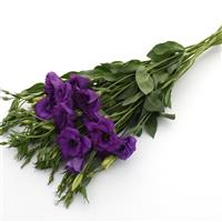 Flare Deep Blue Grower Bunch