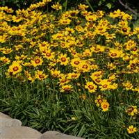 Coreopsis SunKiss Commercial Landscape 1