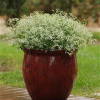Euphorbia Glitz Container