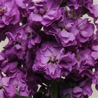 Katz Blue Bloom