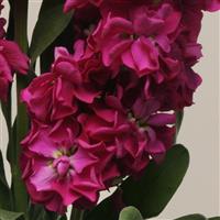 Katz Crimson Bloom