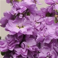 Katz Lavender Blue Bloom