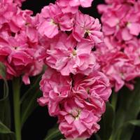 Katz Pink Bloom