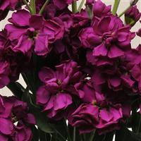 Katz Purple Bloom